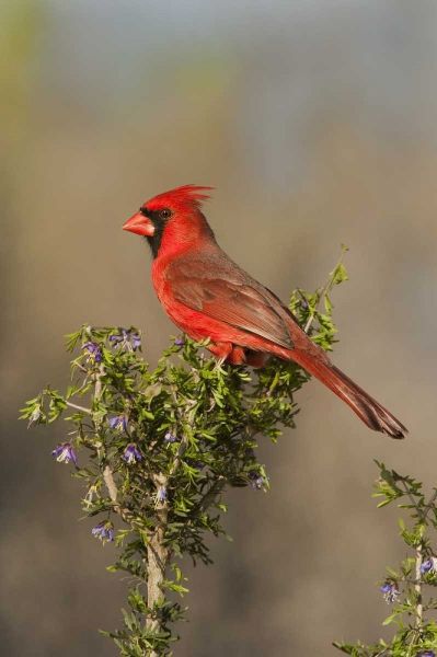 Texas Male northern cardinal atop tree limb